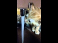 My Little Minion Drinking Some Water