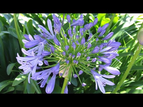 , title : '💐 Cuidados y Cultivo del Agapanto en nuestro Jardín Urbano / LIRIO AFRICANO / Agapanthus 💐'