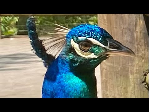 PEREIRA • UKUMARI NATURE PARK