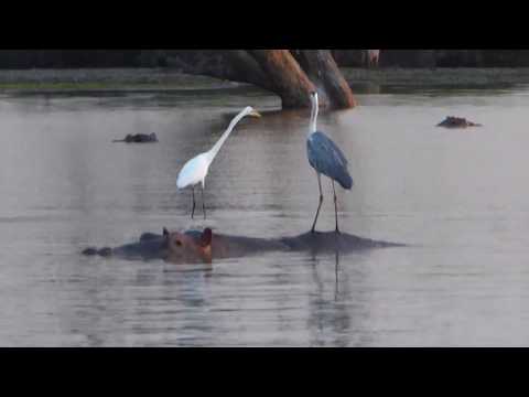 Birds floating on the back of hippos in the wild Selous Game Reserve