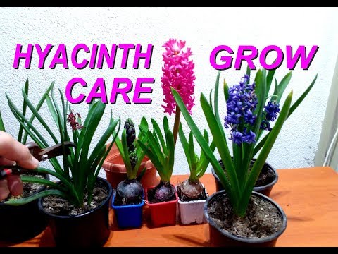 download lagu mp3 mp4 Dutch Hyacinth, download lagu Dutch Hyacinth gratis, unduh video klip Dutch Hyacinth