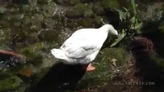 preview picture of video 'Гуси на Крите в деревне Врисес. Geese in Crete in Vrises village'