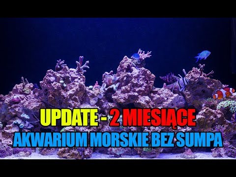 (46) Glossy Reef 200 - 2 miesiące za nami - Akwarium morskie bez sumpa - Reef aquarium