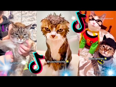 😹 Lo Mejor De Los Bruschimichis @pablobruschi 💗 Hora De Risa 🐈💕