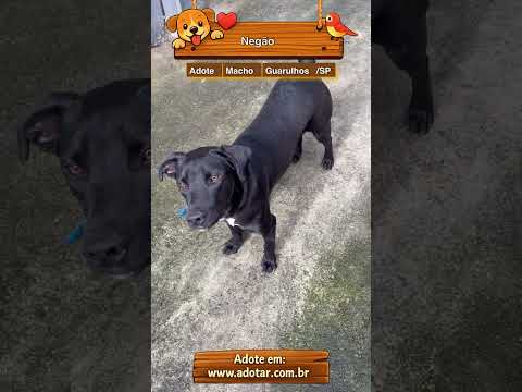 Vídeo de Negão
