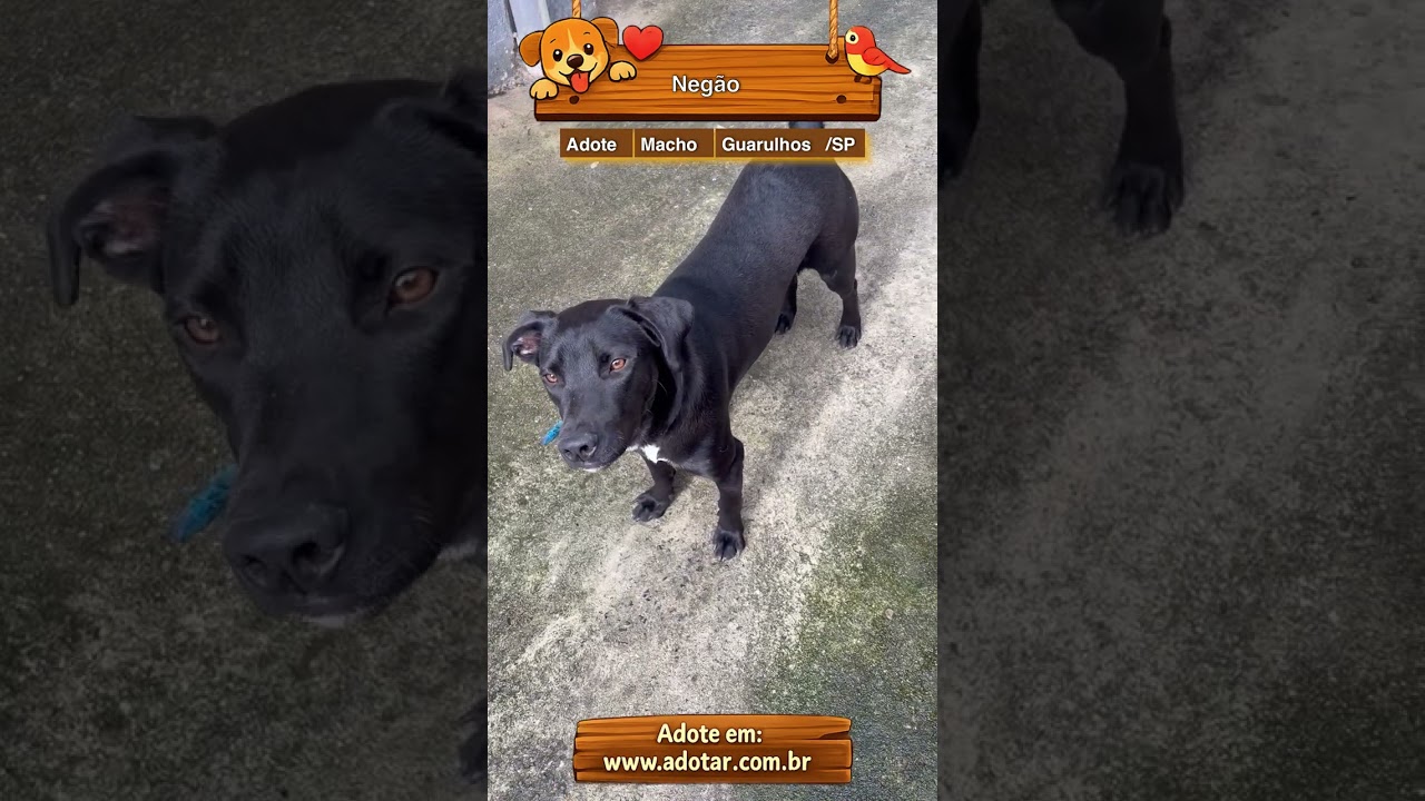 Cachorro raça SRD-ViraLata idade 1 ano nome Negão