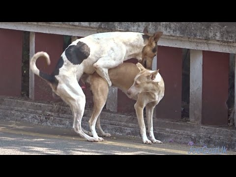 Dog Mating Time
