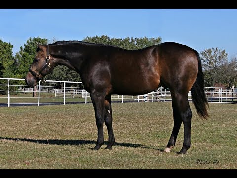 2016 Brown Stallion (Shiners Voodoo Dr x Kings Great BH)