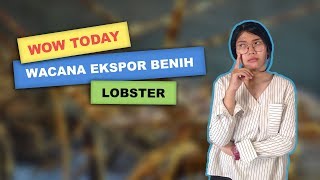 WOW TODAY: Jokowi Jawab Kritik Wacana Ekspor Benih Lobster