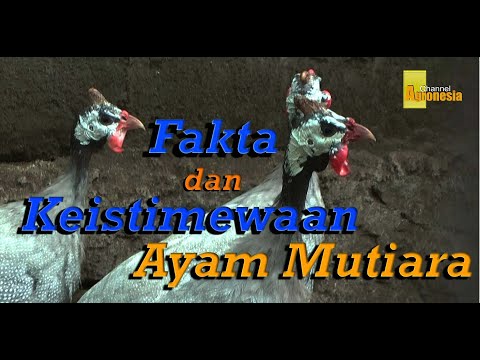 , title : 'Fakta, Unik dan Keistimewaan Ayam Mutiara "Guinea Fowl" || Ternak Ayam Mutiara'
