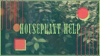 Ask Me Your Plant Questions!