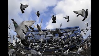 Pigeon secrets 5 in discussion with Dr Rob Conradie video