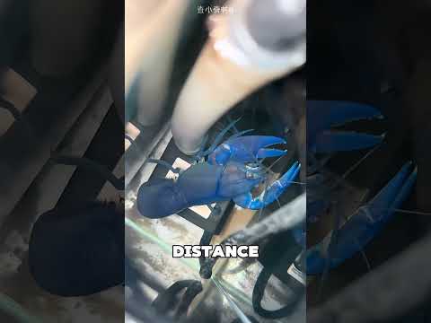 Blue Lobster Mom Protects Her Babies 💔