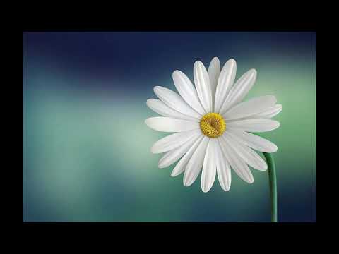 Sithata Sitha Gannata Beri By Neela Wicramasinghe