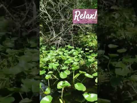 Beautiful river trip!Florida.@Eco_Pulse
