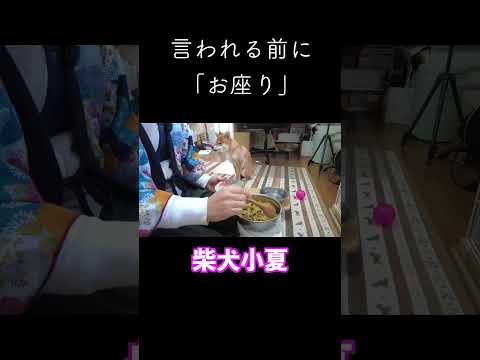 言われる前に「お座り」 #神戸 #柴犬 #shiba #shibainu