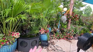 Creating a Quick Tropical Garden Space Using Houseplants and Annuals