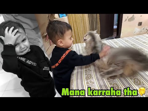 Cat ne attack kardiya Basil par😳 | mana bhi kiya tha isse mat karo😠