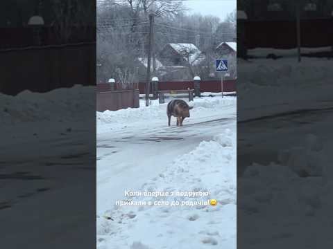Коли вперше з подругою приїхали в село до родичів!😀 #кабан #зима #подруга