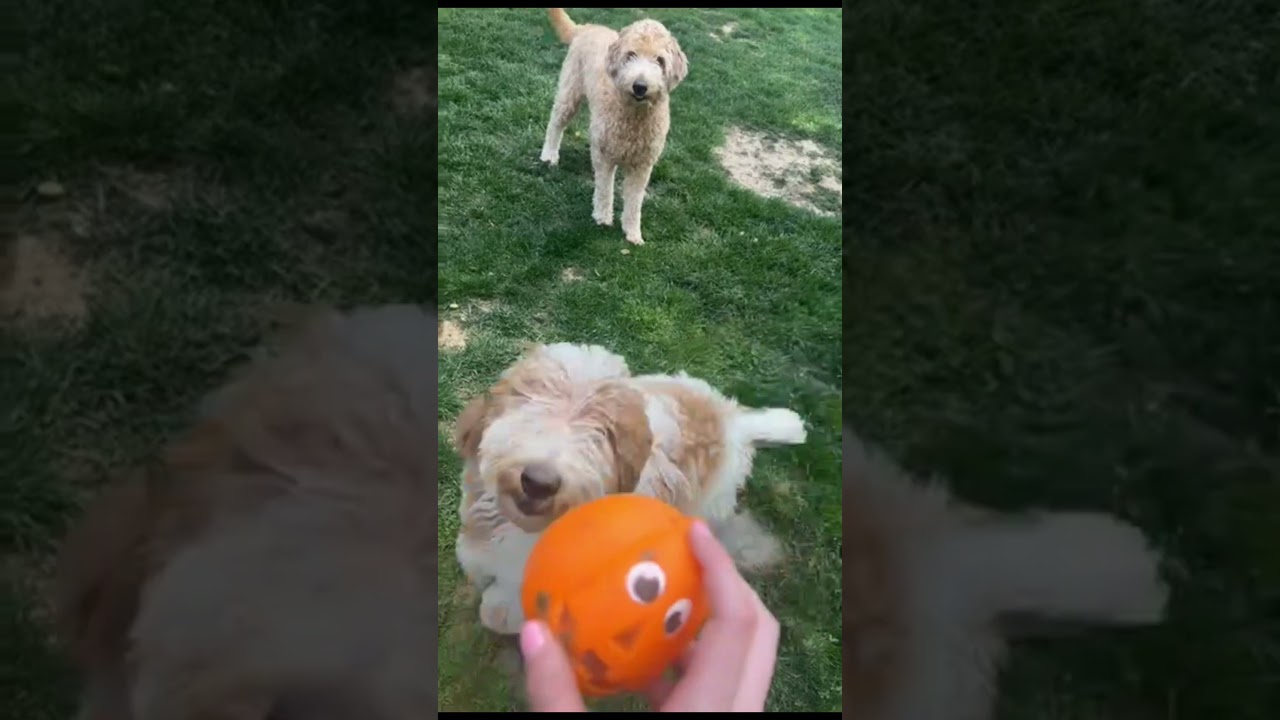 Kali and Jose , a ADOPTABLE mixed breed in Maple Glen, PA video 5/6