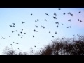 BIRDS FLYING AWAY FROM THE TREE 41UMFBMQG
