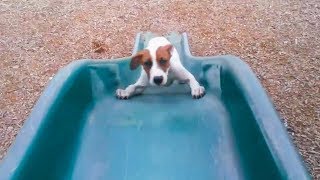 Dogs and Puppies Playing on Slides (2018)