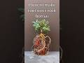 Root over rock shefflera bonsai #bonsai #bonsaitree #howto #garden #plants #gardening #bonsaitrees