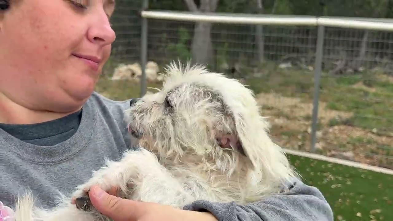 Enlarge Winston, a Adoptable mixed breed in San Antonio, TX video 2/4