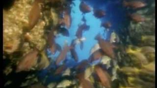 People protect what they love - Jacques Yves Cousteau