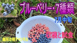 [Blueberries - 7 varieties] Harvested and sampled in mid-July on 9/7/25