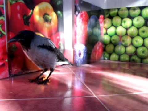 Hooded Crow baby talking