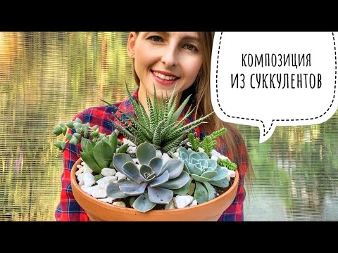 МИНИ-САДИК ИЗ СУККУЛЕНТОВ СВОИМИ РУКАМИ / КОМПОЗИЦИЯ ИЗ СУККУЛЕНТОВ