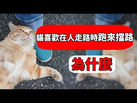 貓自己跑來