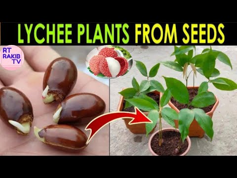 LYCHEE Plant Seed Germination | How to Grow Lychee Plant from Seed By