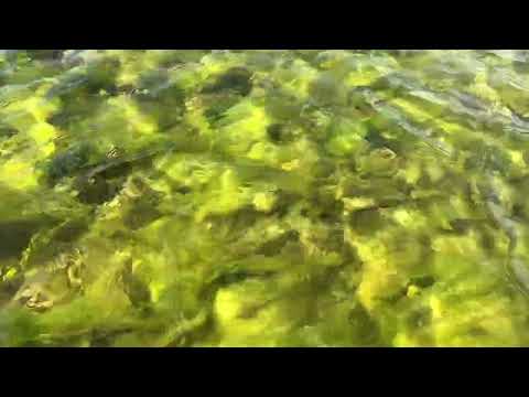 Close-up photograph of rippling water with a green, algae-tinted surface.