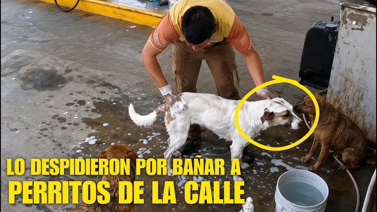 TRABAJADOR PIERDE SU TRABAJO por BAÑAR a PERROS CALLEJEROS en SUS RATOS LIBRES....