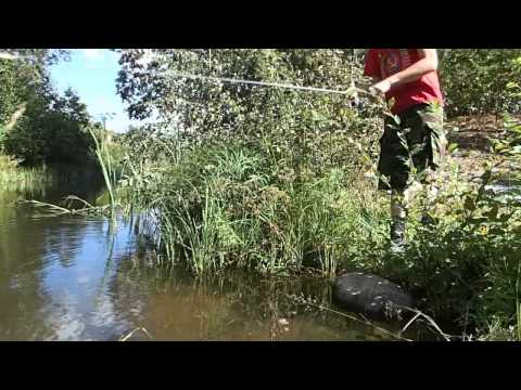 Kalassa Jarkon kanssa joella pikkuahvenia