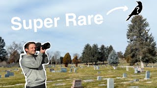 Searching For An EXTREMELY RARE BIRD In A CEMETERY?