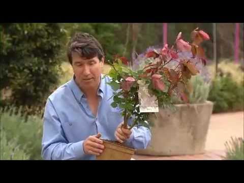 The Garden Gurus - Pope John Paul II