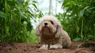 姐姐放假回来，小谭安排一道大菜，半个猪头这样做来吃真豪横 #我的乡村生活 #农村美食 #烟火气 #男人做饭#小小譚 #農村生活 #美食