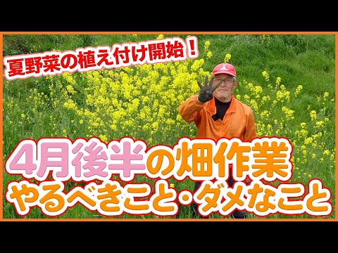苗からの種から4月に植える野菜 トマト ナス キュウリ