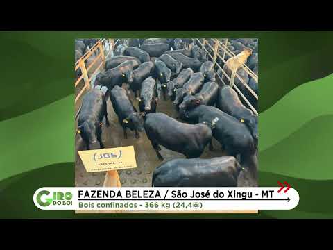 ENGORDA EFICIENTE: ANGUS CONFINADO CHEGA A 24,4 ARROBAS EM SÃO JOSÉ DO XINGU (MT)