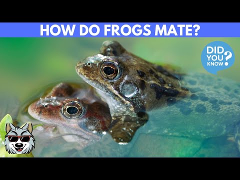 From Courtship to Reproduction (How Do Frogs Mate?)
