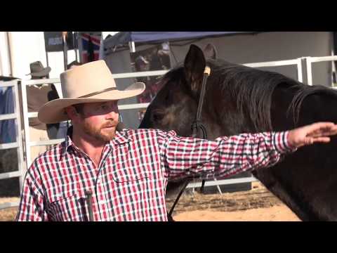 download lagu mp3 mp4 Horse Focus, download lagu Horse Focus gratis, unduh video klip Horse Focus