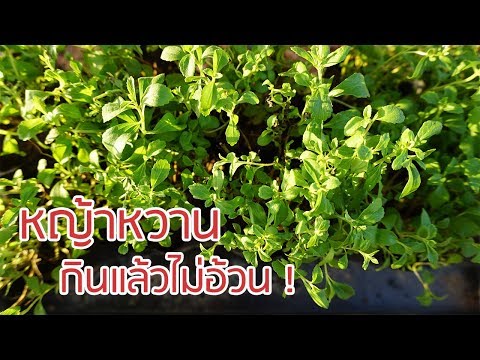 ที่คุณสามารถซื้อเชื้อโรคหญิงใน Cheboksary Echinacea purpurea แรง