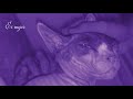 José Madero - Cum Laude (Lyric Video)