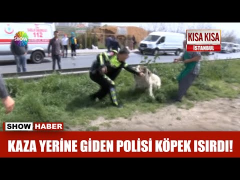 , title : 'Kaza yerine giden Polisi köpek ısırdı!'