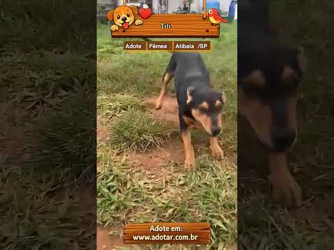 Vídeo de Titi