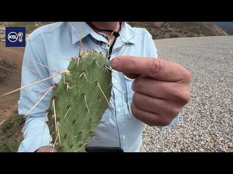 Planting cacti to heal burn scars in Salt Lake City