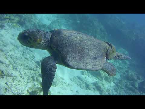 Molassas Reef Loggerhead